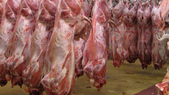 دلیل گرانی قیمت گوشت چیست؟