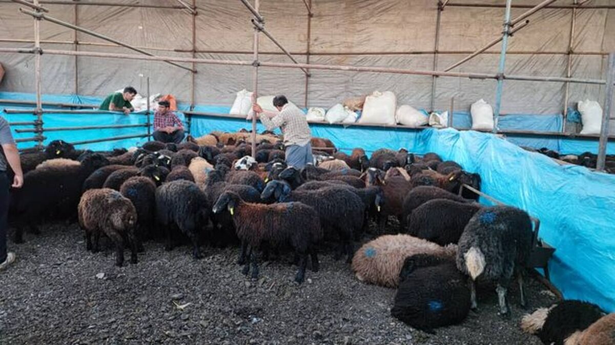 گوشت دام زنده با قیمت زیر ۸۵ هزار تومان بخرید