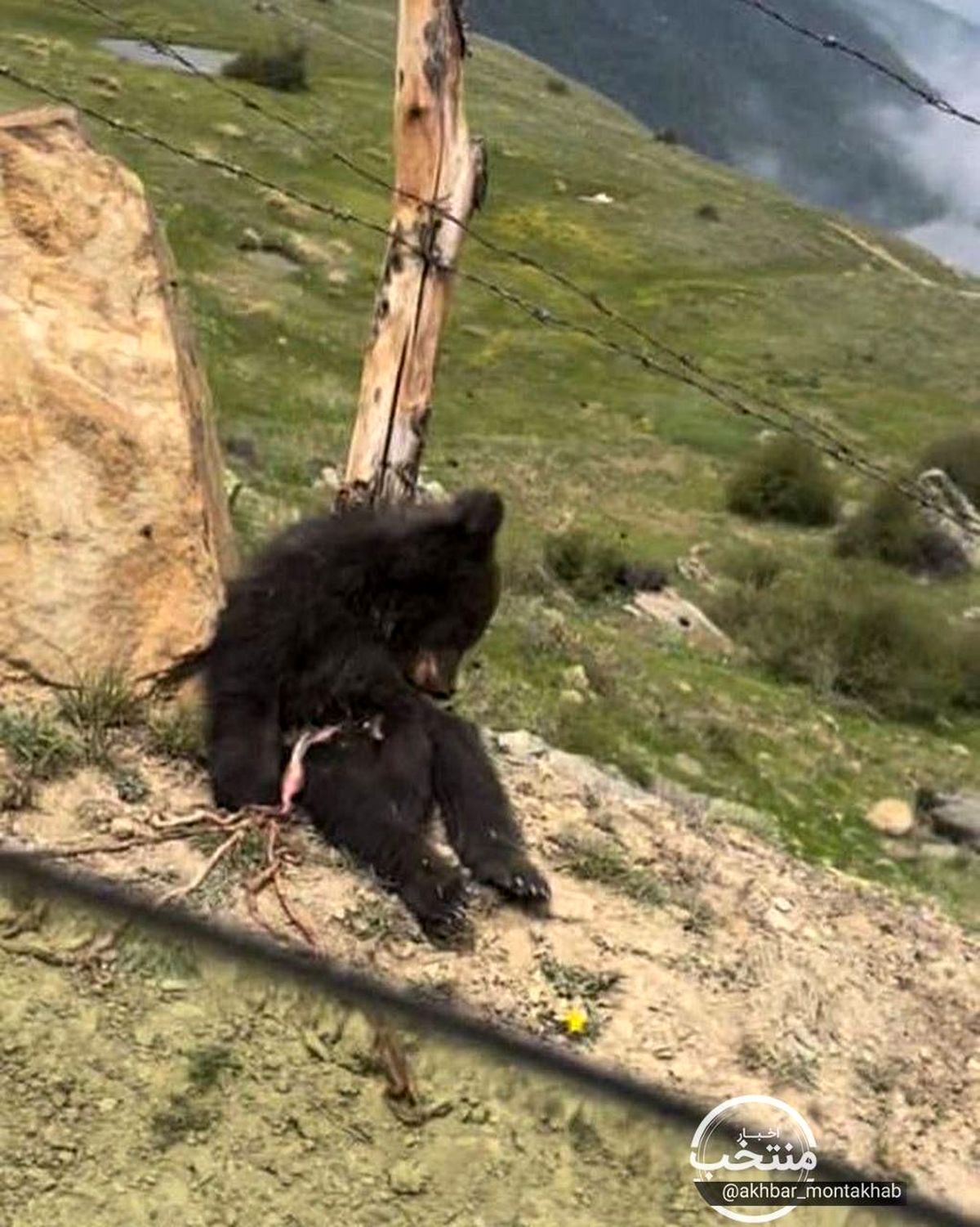 تصاویر دردناک کشته شدن یک خرس قهوه ای در آمل