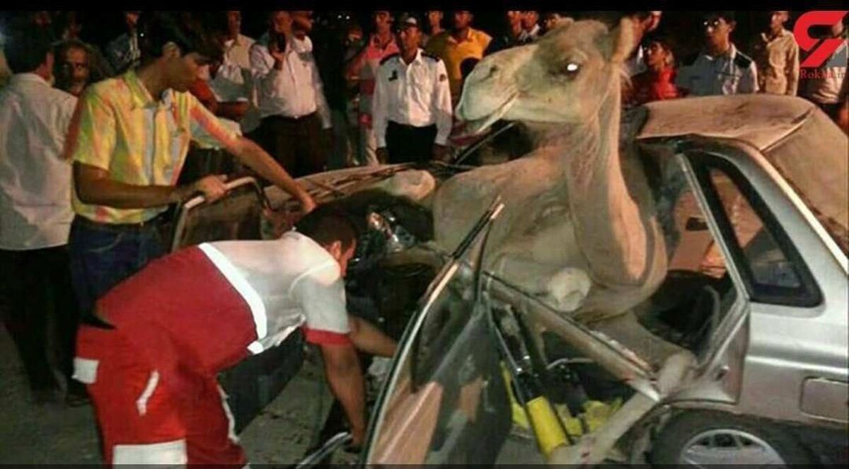 تصادف وحشتناک شتر ‌‌با پراید!+عکس