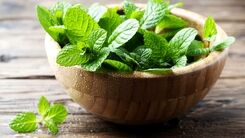 از خوردن نعناع در ماه رمضان غافل نشوید