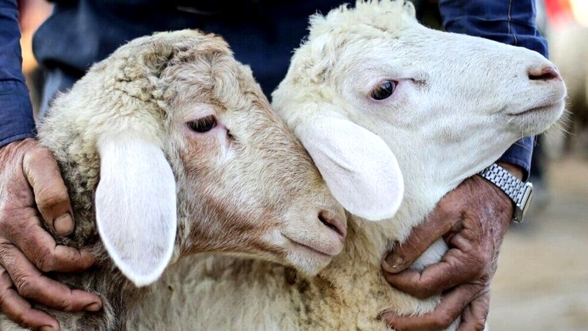 یک بره برنامه تلویزیونی را به هم ریخت | ترس مجری های معروف صدا و سیما از یک بره کوچولو + فیلم