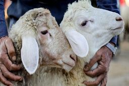 گوسفند ۳ میلیارد تومانی دیده اید! +عکس باورنکردنی