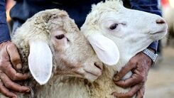 یک بره برنامه تلویزیونی را به هم ریخت | ترس مجری های معروف صدا و سیما از یک بره کوچولو + فیلم