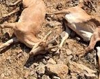 شیوع گسترده طاعون در البرز | تلف شدن ۱۰۴ راس کل و بز