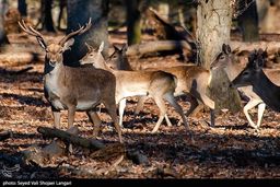 مرگ مشکوک یک گوزن زرد در خرم آباد | تزریق داروی بیهوشی باعث تلف شدنش شد؟