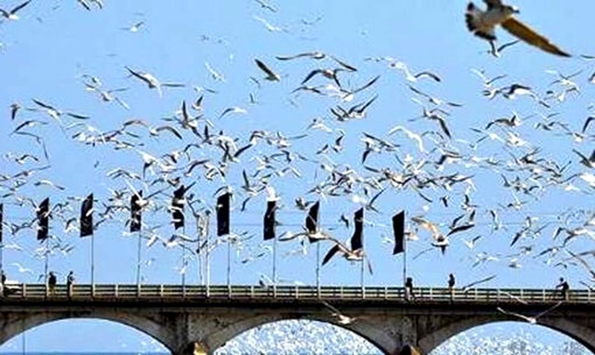 مهاجرت  دیدنی هزاران قوی سفید+فیلم دیدنی 