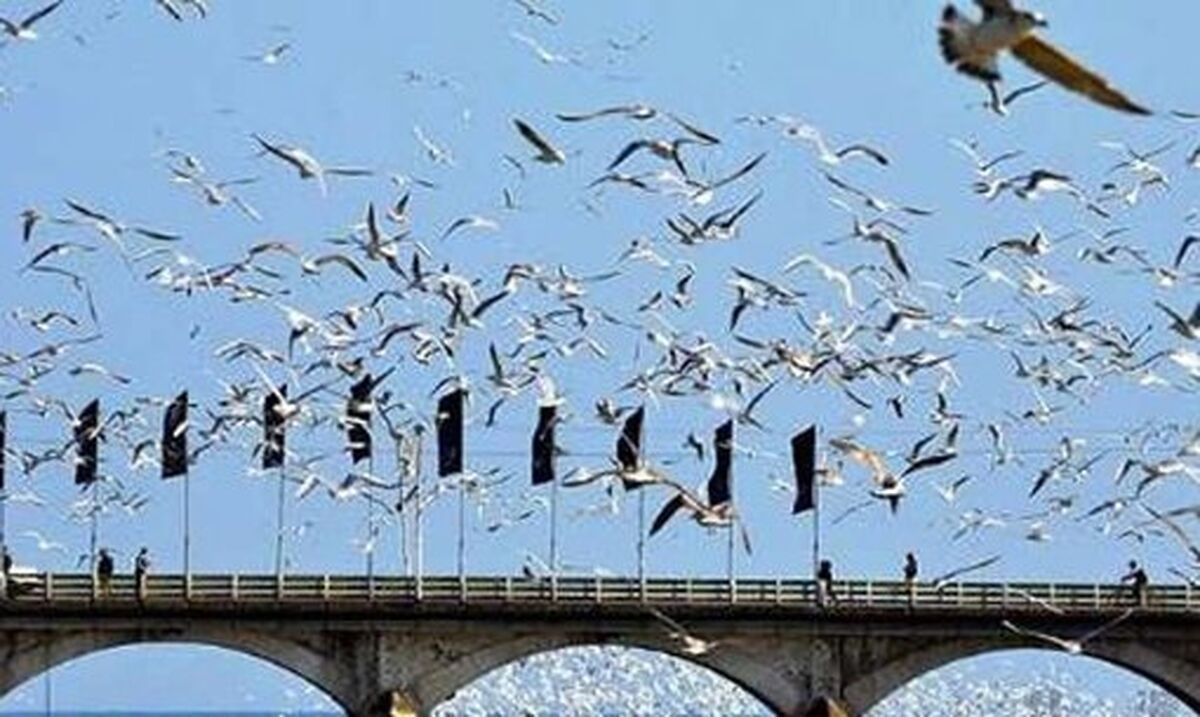 مهاجرت  دیدنی هزاران قوی سفید+فیلم دیدنی 