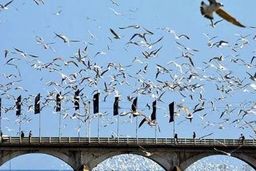 مهاجرت  دیدنی هزاران قوی سفید+فیلم دیدنی 