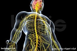 الکتروفیزیولوژیک عصب و عضله یا نوار عصب و عضله