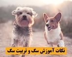 نکات آموزش سگ و تربیت سگ