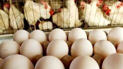 تخم مرغ ها روی دست مرغداران ماندند 