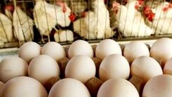 تخم مرغ ها روی دست مرغداران ماندند 