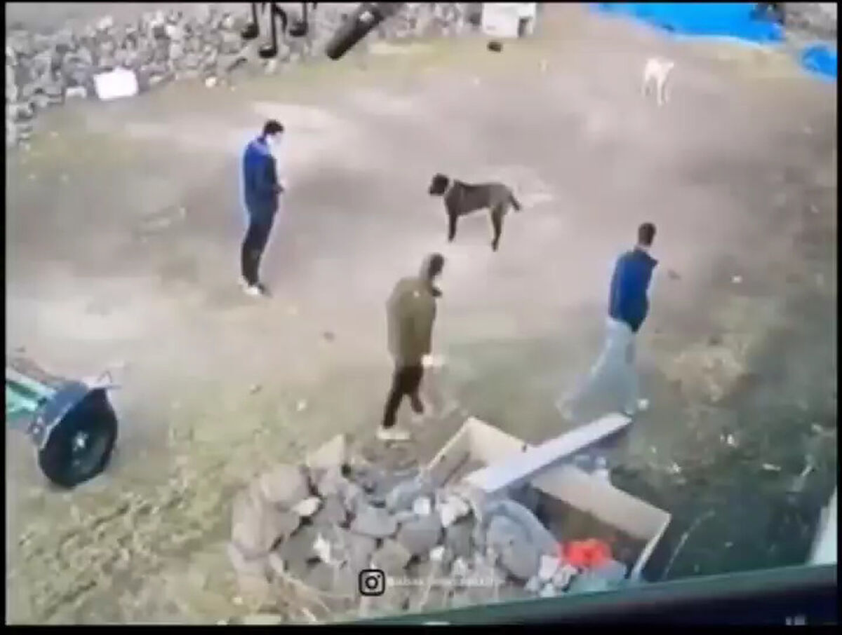 لحظه پاره شدن زنجیر سگ درشت هیکل و حمله به دو شهروند! +فیلم هولناک