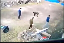 لحظه پاره شدن زنجیر سگ درشت هیکل و حمله به دو شهروند! +فیلم هولناک