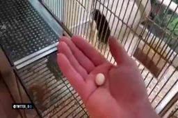 کلیپ پر بازدید رمانتیک امروز شبکه های اجتماعی