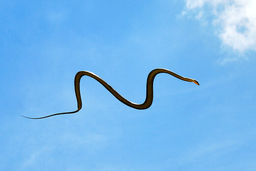 وحشت مردم فارس از کشف یک مار غول پیکر | مار غول پیکر و شگفت‌انگیز را ببینید