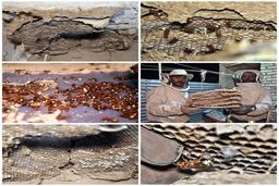 دردسر زنبورهای قرمز برای خانواده مشهدی +عکس