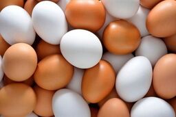 فروش تخم مرغ ارزانتر از نرخ مصوب | نرخ واقعی مرغ و تخم مرغ چند؟