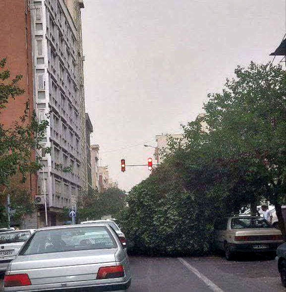 حادثه در پی توفان پایتخت | سقوط درخت روی عابر پیاده در تهران + عکس