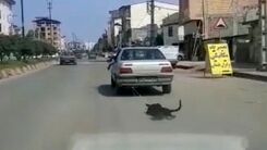فیلم هولناک از حیوان آزاری فجیع دهیار یک روستا!