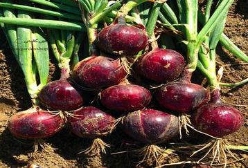 شگردهای نگهداری پیاز برای ماندگاری بیشتر | آیا نگهداری پیاز در یخچال مضر است؟