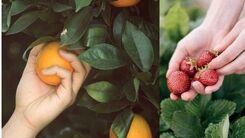 همکاری نزدیک شیریک با اولین نمایشگاه تخصصی صنعت میوه و سبزیجات کشور