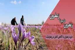 راهنمای خرید زعفران و  تشخیص زعفران اصل از تقلبی