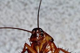 چگونه با سوسک خانگی مبارزه کنیم؟