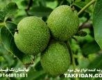 معرفی پنج نهال گردو برتر و تجاری