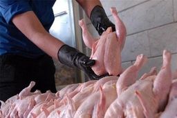 کمبود مرغ همه را نگران کرد/ قیمت مرغ چقدر شد؟