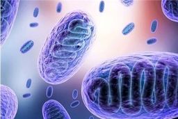 قارچ سیاه به ایران رسیده است؟