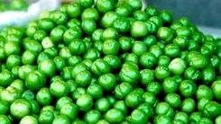 فروش سم ۴ میلیونی به اسم گوجه سبز!