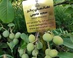 دشمن درخت گردو چیست؟