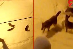 حمله وحشتناک گرگ به خیابان های زنجان!+فیلم