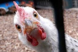 هشدار جدی | آنفلوآنزای فوق‌حاد پرندگان در راه است ؟