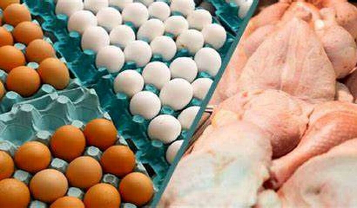 مرغ را از این قیمت بالاتر نخرید | قیمت واقعی مرغ چند است ؟ 