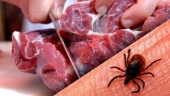 هشدار درباره یک بیماری ویروسی | علائم اولیه بیماری مانند کروناست |۱۰ فوتی در سال قبل