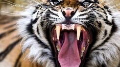 حمله هولناک  ببر به پیرزن ۶۹ ساله+ فیلم داغ 