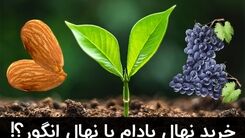 خرید نهال بادام یا انگور؟!