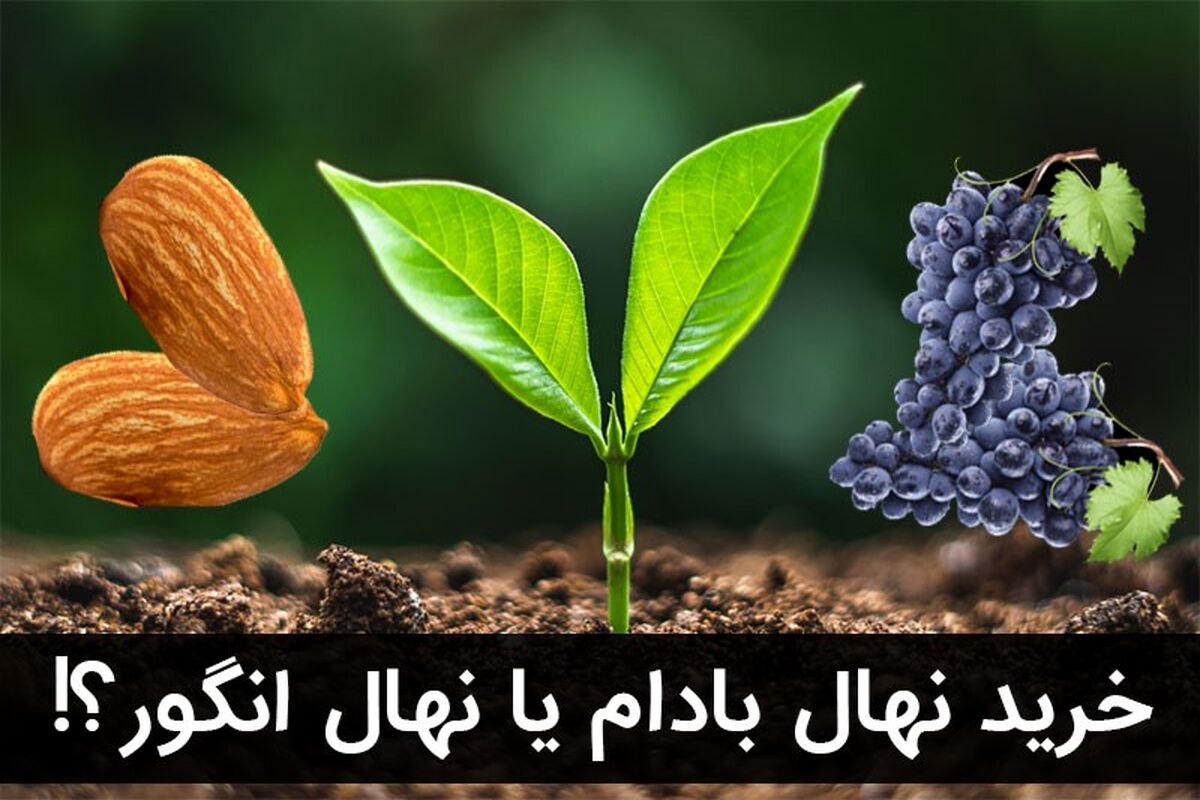 خرید نهال بادام یا انگور؟!