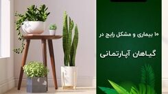 10 بیماری و مشکل رایج در گیاهان آپارتمانی