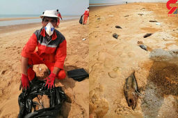 مرگ هزاران ماهی تن  در ساحل بوشهر+ عکس