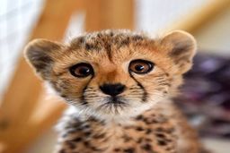 دردناک‌ ترین تصویر پیروز قبل از مرگش | وداع جگر سوز پرستار پیروز  + عکس