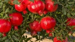 پوست انار را دور نریزید + جزئیات مهم