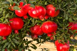 پوست انار را دور نریزید + جزئیات مهم