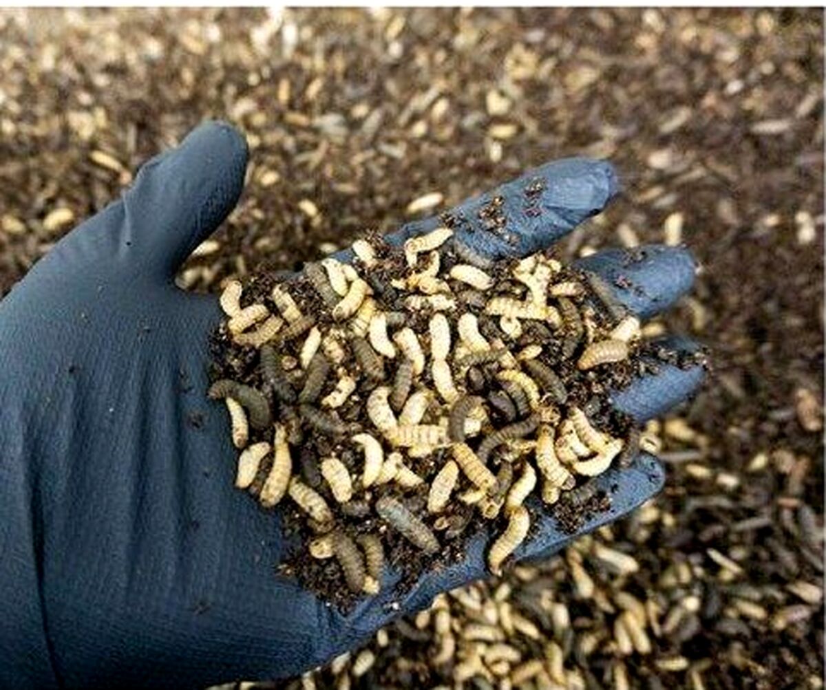 ماجرای خبر جنجالی در سایت خبرگزاری صداوسیما چه بود؟