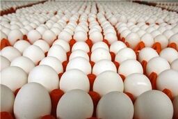 علت اصلی گرانی تخم مرغ چه بود؟+ تشریح جزییات 
