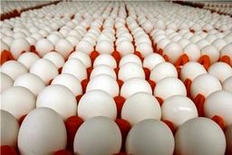 علت اصلی گرانی تخم مرغ چه بود؟+ تشریح جزییات 