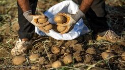 قیمت سیب‌زمینی هم قیمت گوشت ۹سال قبل شد!